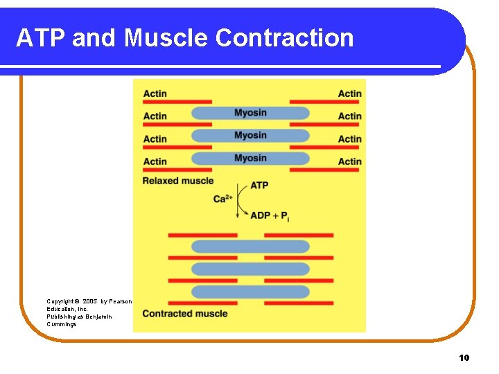 ATP and Muscle Contraction Copyright © 2005 by Pearson Education, Inc. Publishing as Benjamin