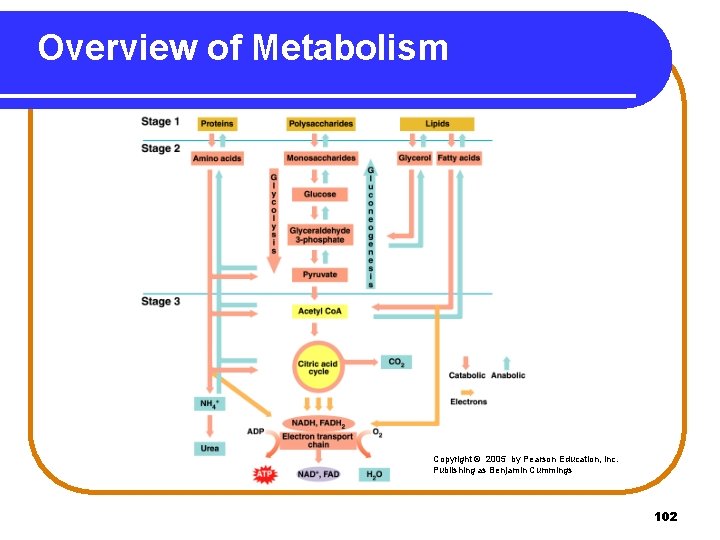 Overview of Metabolism Copyright © 2005 by Pearson Education, Inc. Publishing as Benjamin Cummings