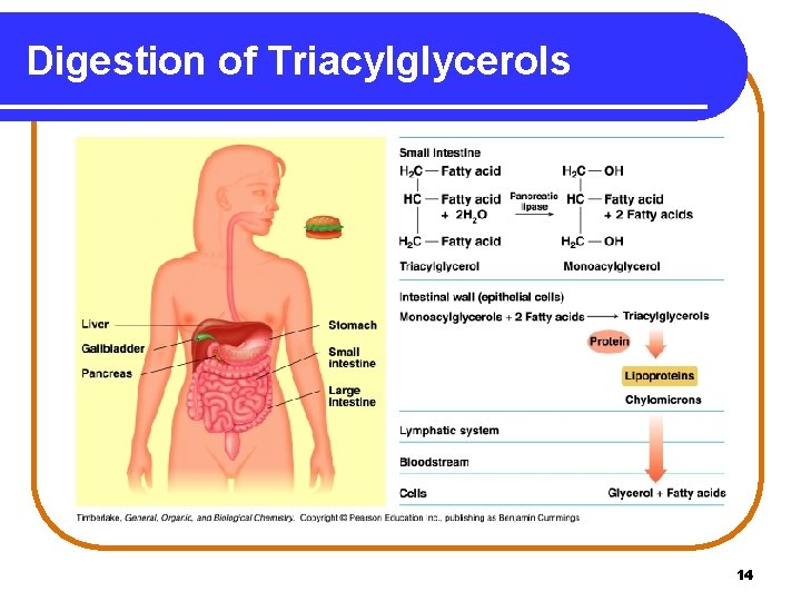 Digestion of Triacylglycerols 14 