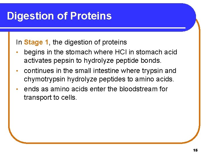 Digestion of Proteins In Stage 1, the digestion of proteins • begins in the