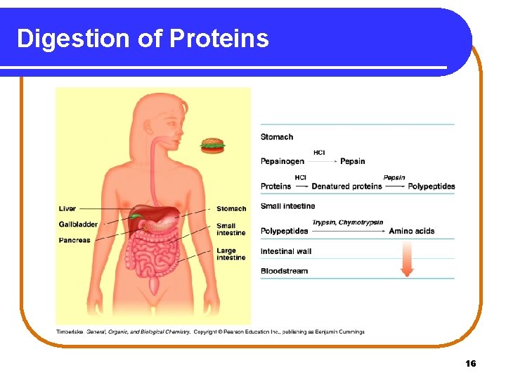 Digestion of Proteins 16 