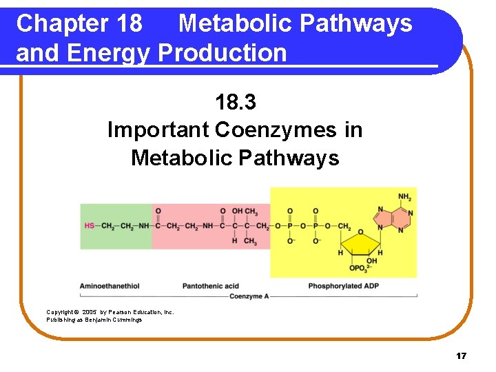 Chapter 18 Metabolic Pathways and Energy Production 18. 3 Important Coenzymes in Metabolic Pathways