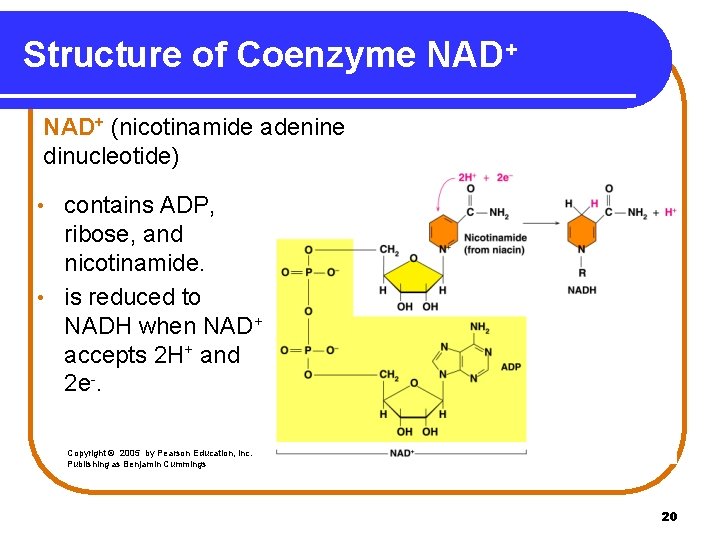Structure of Coenzyme NAD+ (nicotinamide adenine dinucleotide) contains ADP, ribose, and nicotinamide. • is