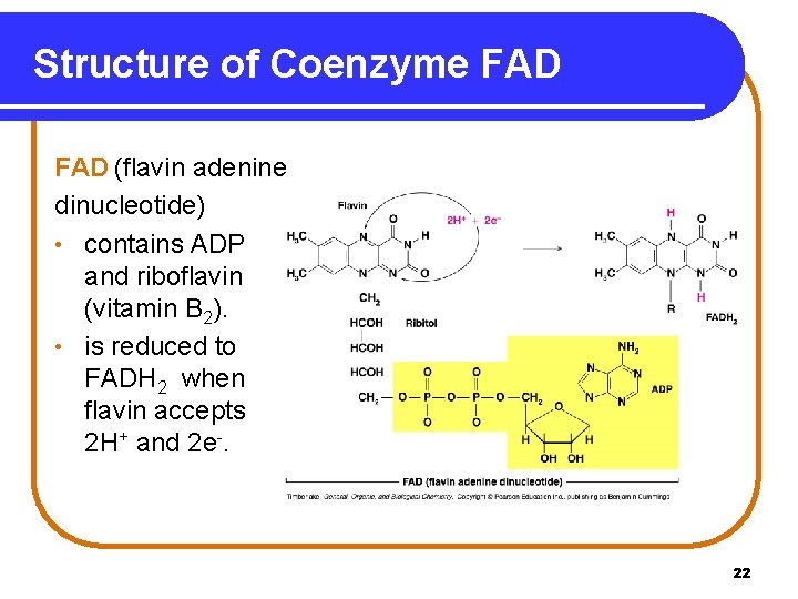 Structure of Coenzyme FAD (flavin adenine dinucleotide) • contains ADP and riboflavin (vitamin B