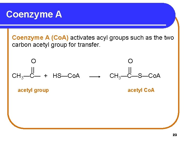 Coenzyme A (Co. A) activates acyl groups such as the two carbon acetyl group