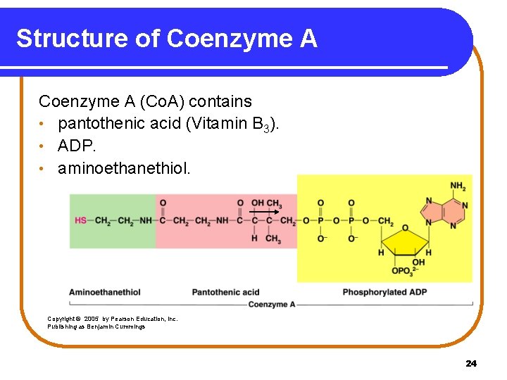 Structure of Coenzyme A (Co. A) contains • pantothenic acid (Vitamin B 3). •