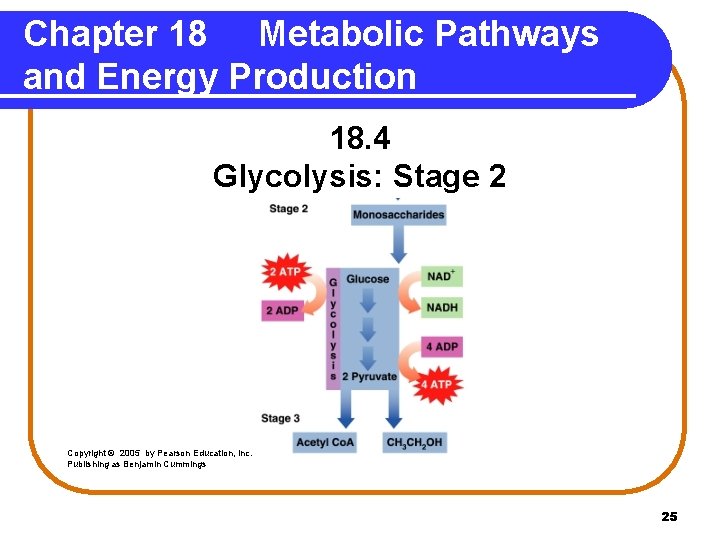 Chapter 18 Metabolic Pathways and Energy Production 18. 4 Glycolysis: Stage 2 Copyright ©