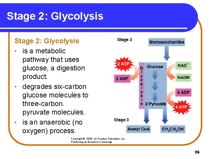 Stage 2: Glycolysis • is a metabolic pathway that uses glucose, a digestion product.