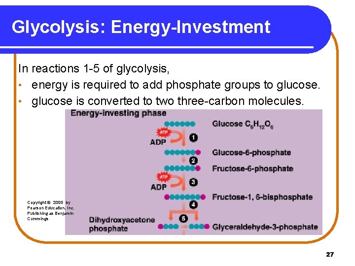 Glycolysis: Energy-Investment In reactions 1 -5 of glycolysis, • energy is required to add