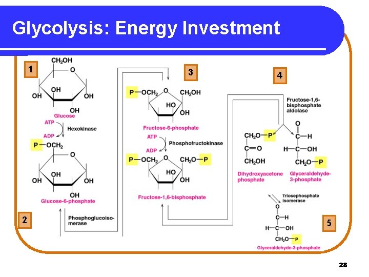 Glycolysis: Energy Investment 1 2 3 4 5 5 28 