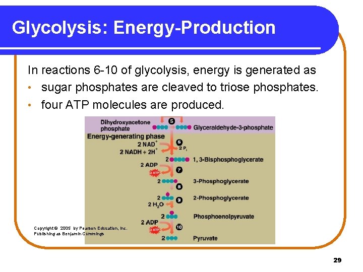 Glycolysis: Energy-Production In reactions 6 -10 of glycolysis, energy is generated as • sugar