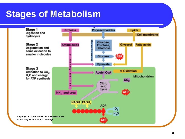 Stages of Metabolism Copyright © 2005 by Pearson Education, Inc. Publishing as Benjamin Cummings