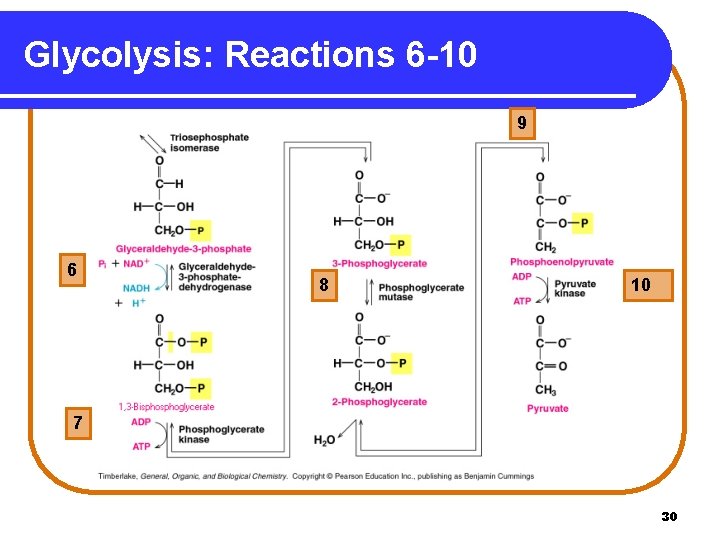 Glycolysis: Reactions 6 -10 9 6 8 10 7 30 