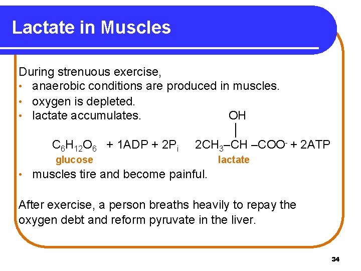 Lactate in Muscles During strenuous exercise, • anaerobic conditions are produced in muscles. •