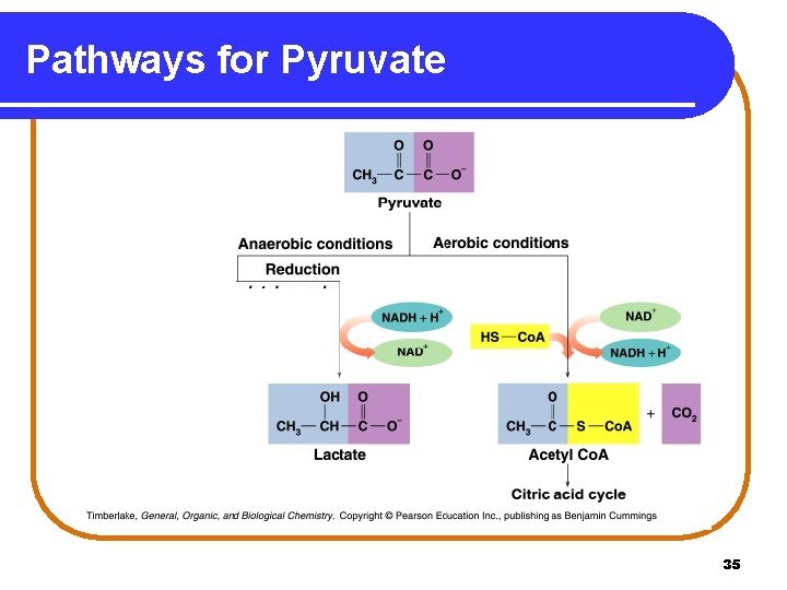 Pathways for Pyruvate 35 