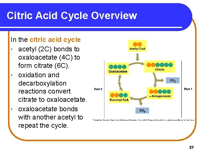 Citric Acid Cycle Overview In the citric acid cycle • acetyl (2 C) bonds