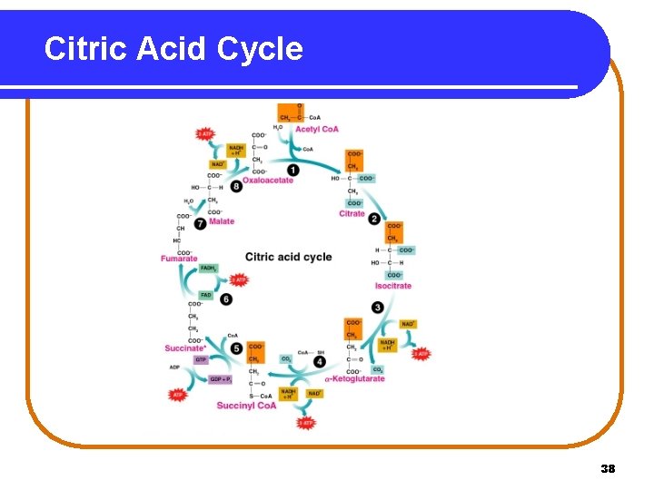 Citric Acid Cycle 38 