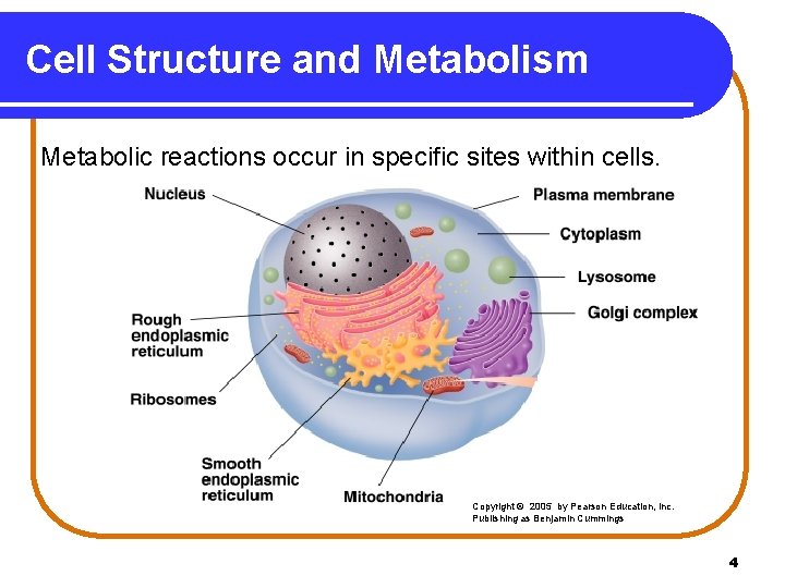 Cell Structure and Metabolism Metabolic reactions occur in specific sites within cells. Copyright ©