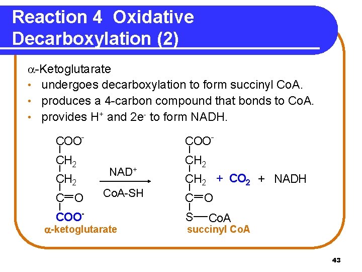 Reaction 4 Oxidative Decarboxylation (2) -Ketoglutarate • undergoes decarboxylation to form succinyl Co. A.