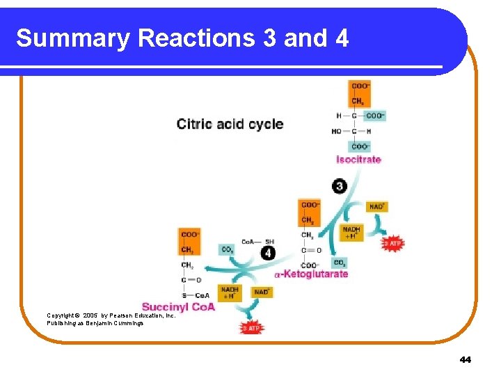 Summary Reactions 3 and 4 Copyright © 2005 by Pearson Education, Inc. Publishing as
