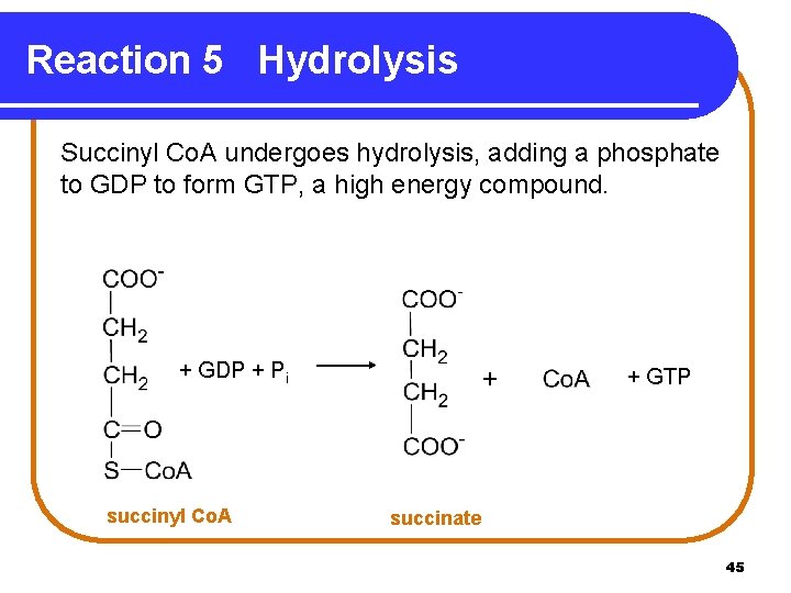 Reaction 5 Hydrolysis Succinyl Co. A undergoes hydrolysis, adding a phosphate to GDP to