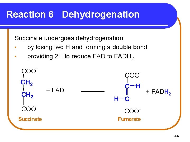 Reaction 6 Dehydrogenation Succinate undergoes dehydrogenation • by losing two H and forming a