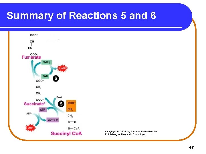 Summary of Reactions 5 and 6 Copyright © 2005 by Pearson Education, Inc. Publishing