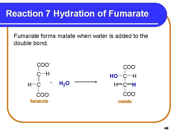 Reaction 7 Hydration of Fumarate forms malate when water is added to the double