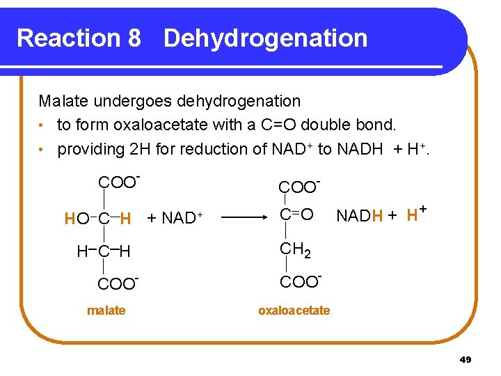 Reaction 8 Dehydrogenation Malate undergoes dehydrogenation • to form oxaloacetate with a C=O double