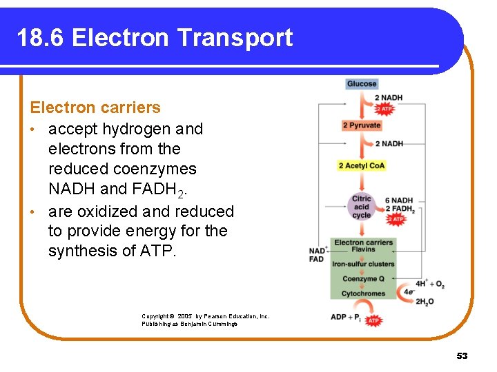 18. 6 Electron Transport Electron carriers • accept hydrogen and electrons from the reduced