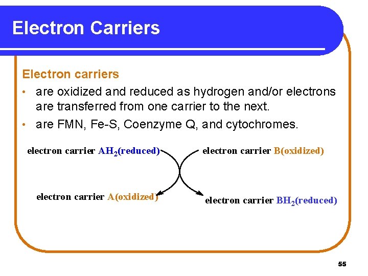 Electron Carriers Electron carriers • are oxidized and reduced as hydrogen and/or electrons are