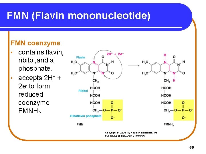 FMN (Flavin mononucleotide) FMN coenzyme • contains flavin, ribitol, and a phosphate. • accepts