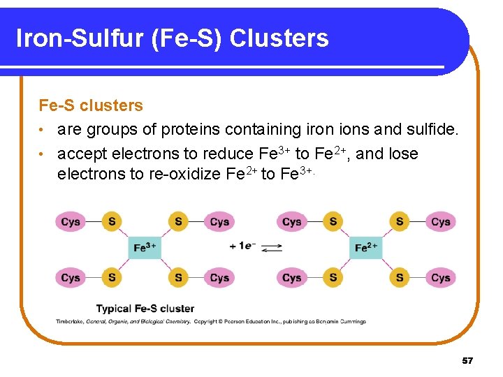 Iron-Sulfur (Fe-S) Clusters Fe-S clusters • are groups of proteins containing iron ions and