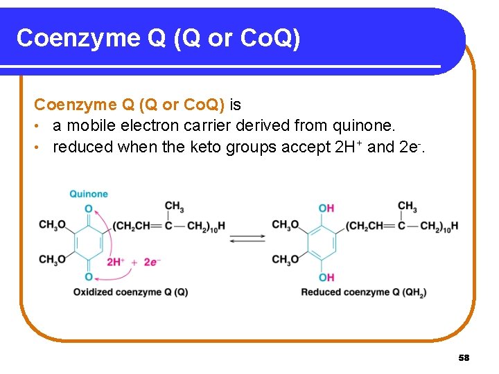Coenzyme Q (Q or Co. Q) is • a mobile electron carrier derived from