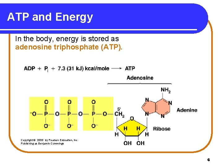 ATP and Energy In the body, energy is stored as adenosine triphosphate (ATP). Copyright