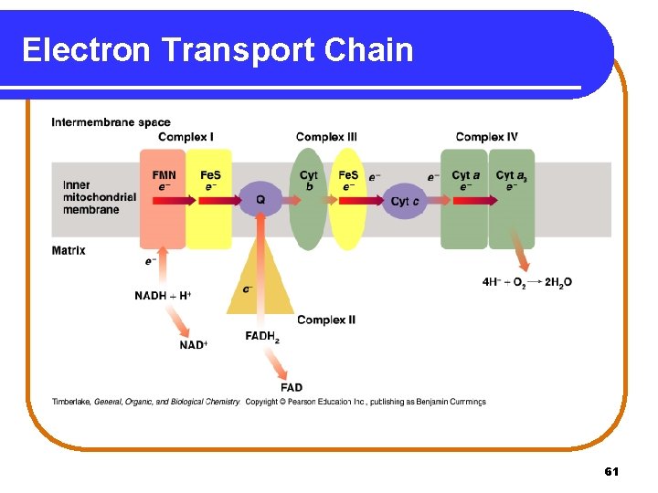 Electron Transport Chain 61 
