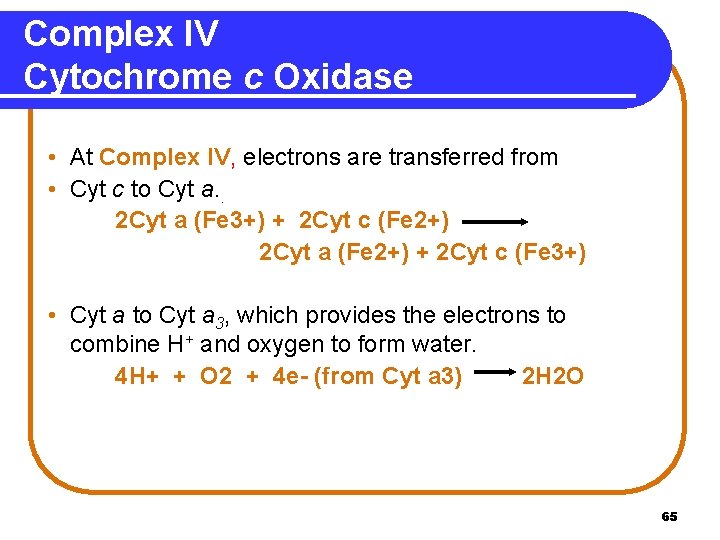 Complex IV Cytochrome c Oxidase • At Complex IV, electrons are transferred from •