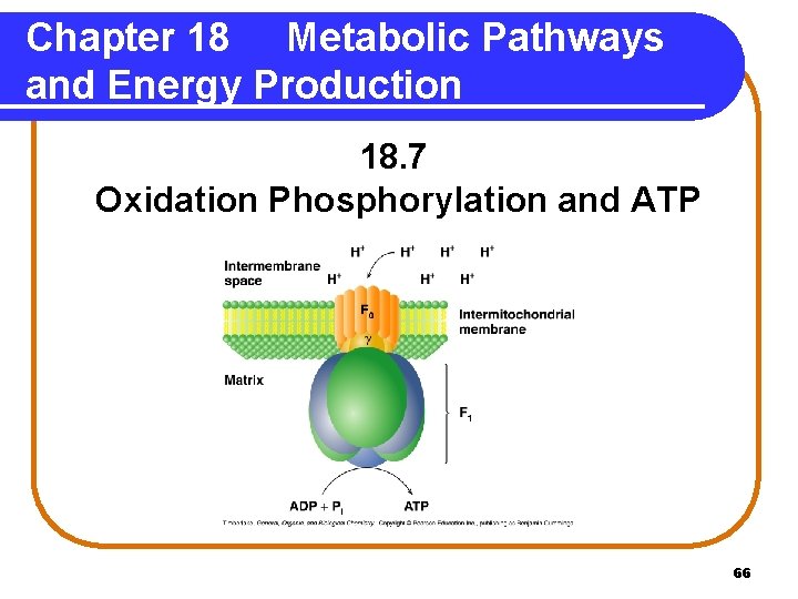 Chapter 18 Metabolic Pathways and Energy Production 18. 7 Oxidation Phosphorylation and ATP 66