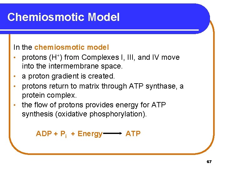 Chemiosmotic Model In the chemiosmotic model • protons (H+) from Complexes I, III, and