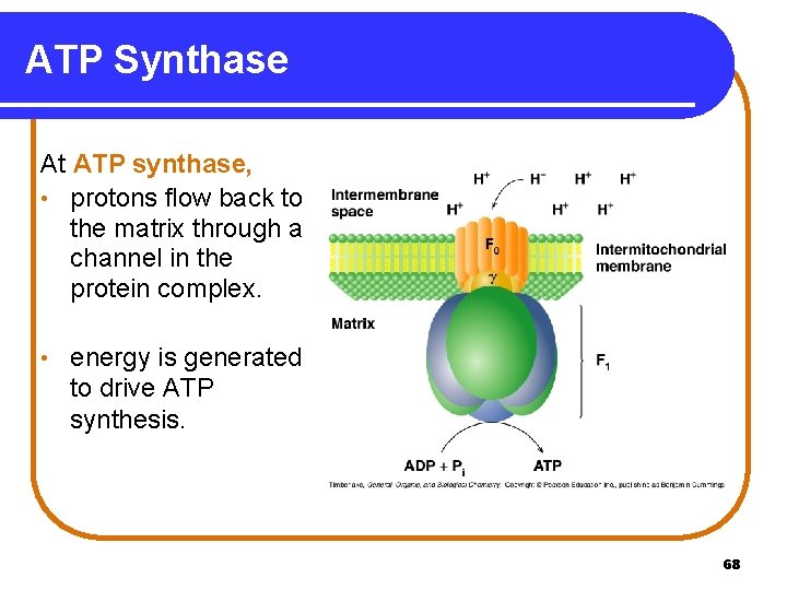 ATP Synthase At ATP synthase, • protons flow back to the matrix through a