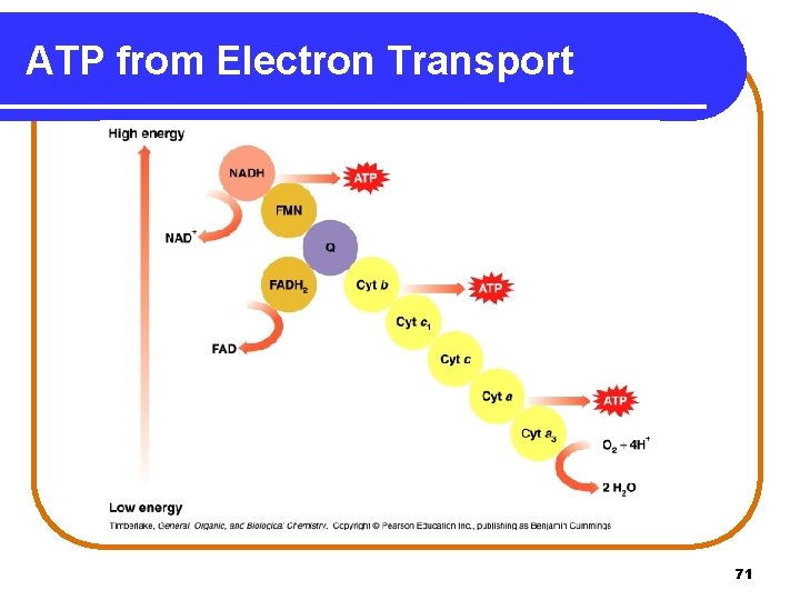 ATP from Electron Transport 71 