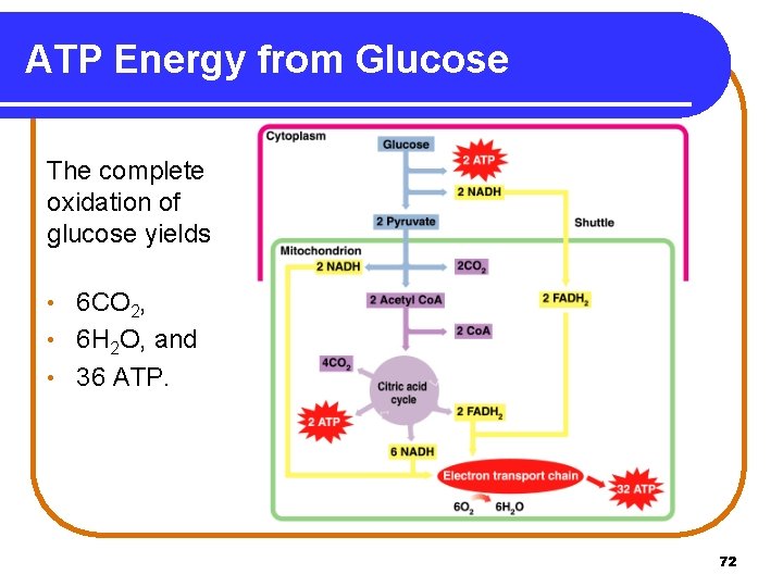 ATP Energy from Glucose The complete oxidation of glucose yields 6 CO 2, •
