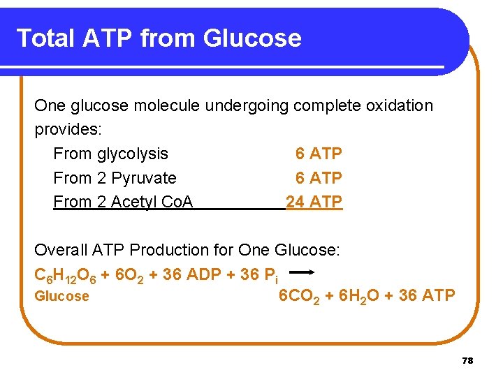 Total ATP from Glucose One glucose molecule undergoing complete oxidation provides: From glycolysis 6