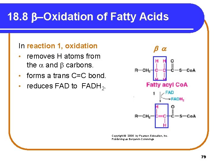 18. 8 b-Oxidation of Fatty Acids In reaction 1, oxidation • removes H atoms