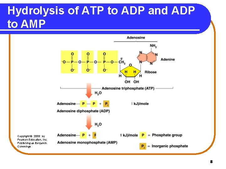 Hydrolysis of ATP to ADP and ADP to AMP Copyright © 2005 by Pearson