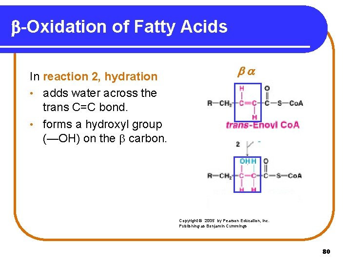 b-Oxidation of Fatty Acids In reaction 2, hydration • adds water across the trans