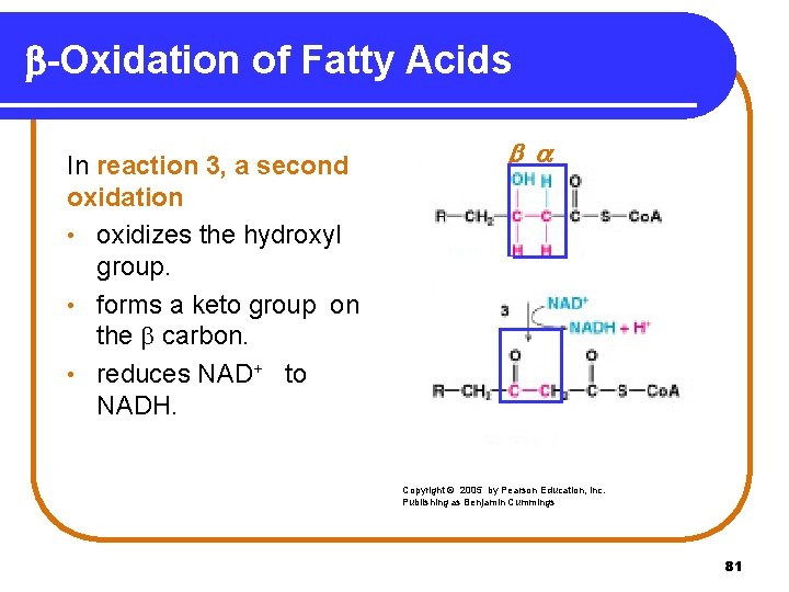 b-Oxidation of Fatty Acids In reaction 3, a second oxidation • oxidizes the hydroxyl