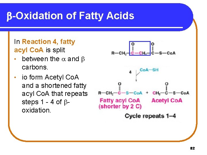 b-Oxidation of Fatty Acids In Reaction 4, fatty acyl Co. A is split •