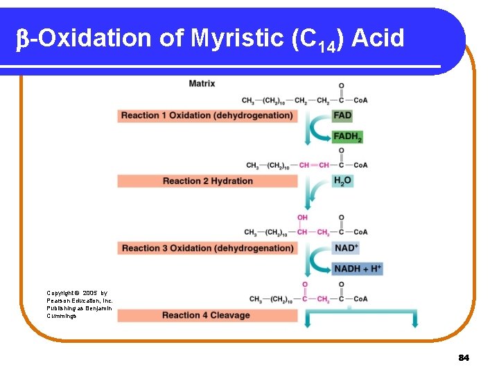 b-Oxidation of Myristic (C 14) Acid Copyright © 2005 by Pearson Education, Inc. Publishing