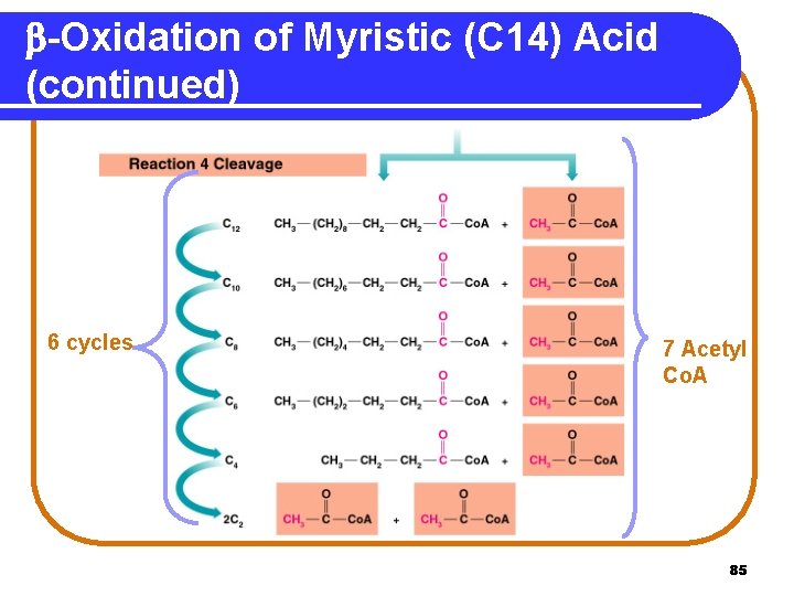 b-Oxidation of Myristic (C 14) Acid (continued) 6 cycles 7 Acetyl Co. A 85